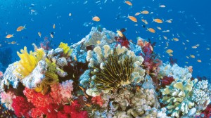 explore-states-qld-summer-marine-life