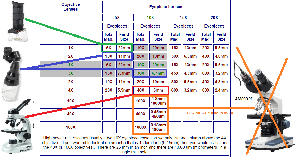 microscope magnification factors