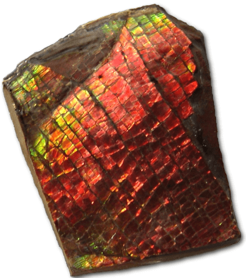 ammolite